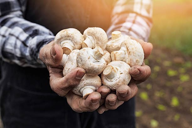Outdoor Mushroom Operations