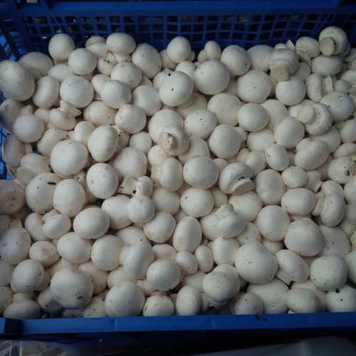 Indoor Mushroom Operations